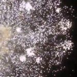Огненный дракон (FP-B309) 6917 салют